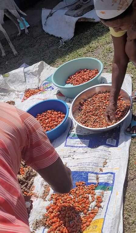 Batana Oil - Liquid Version