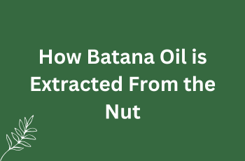 How Batana Oil is Extracted