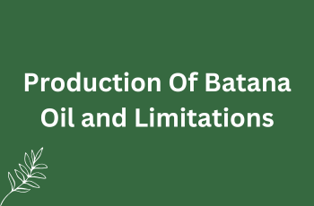 Production Of Batana Oil and Limitations