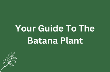 Your Guide To The Batana Plant