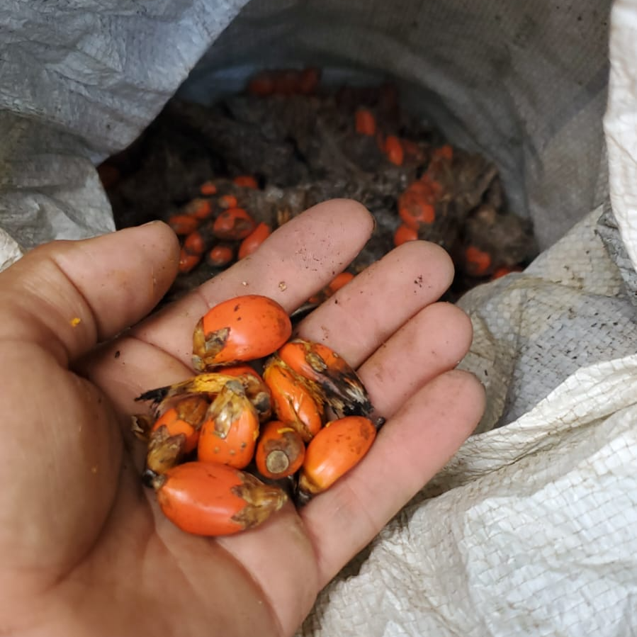 This is what real Raw Batana Oil Seeds look like before they are processed